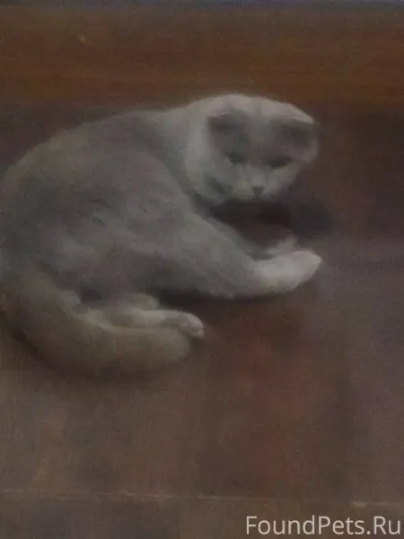 Пропал кот кто видел дайте зна...
