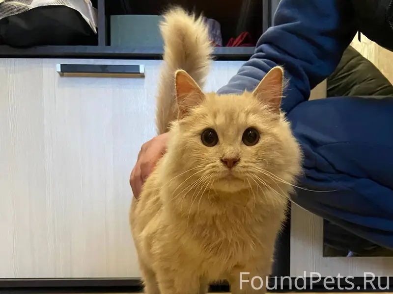 Найдена кошка во дворе домов 5...