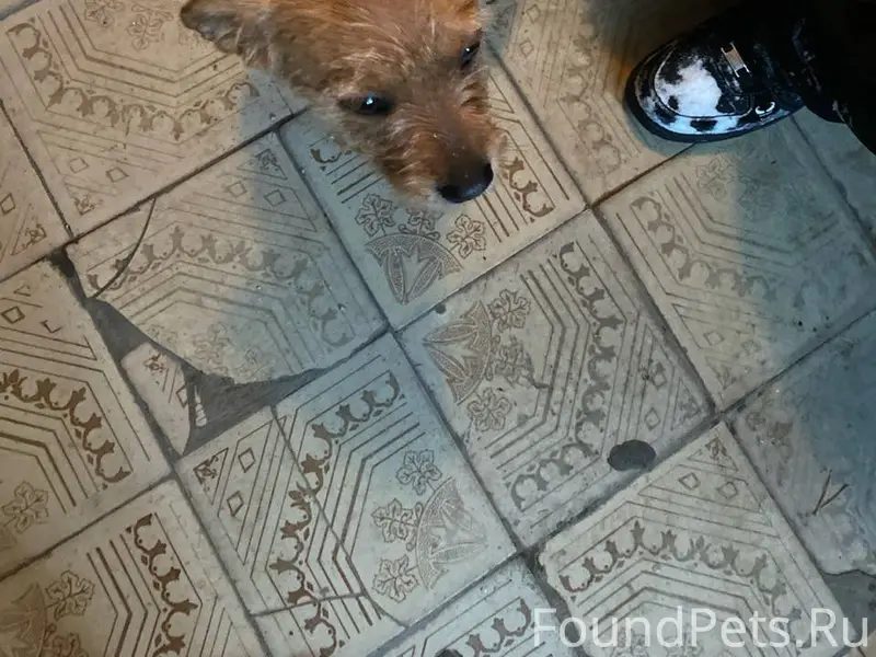 Срочно! Кетово! Найден щенок в...