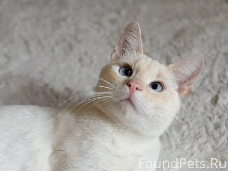 ПОТЕРЯЛСЯ КОТ! Кличка «Беляш»....