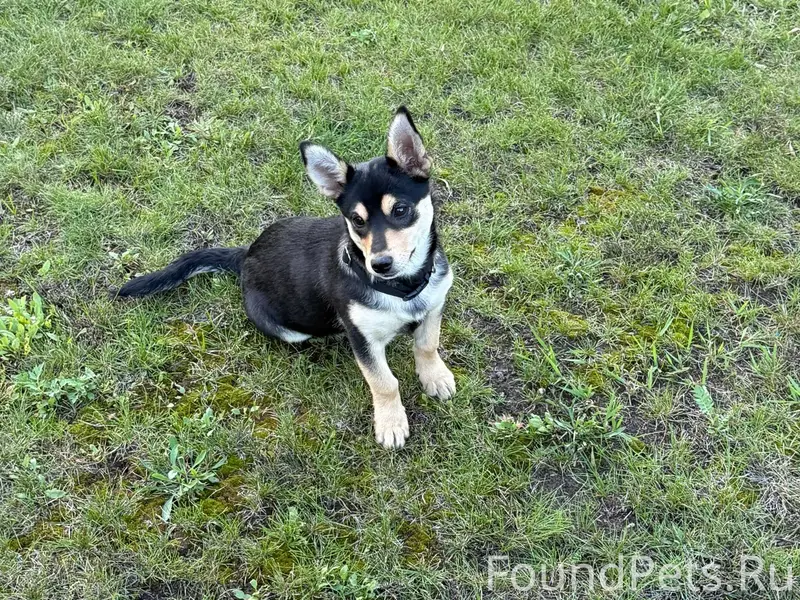 Потерялась собака по кличке Жу...