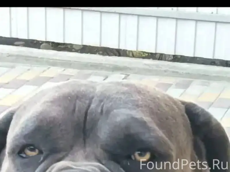 Пропала собака, порода кане-ко...