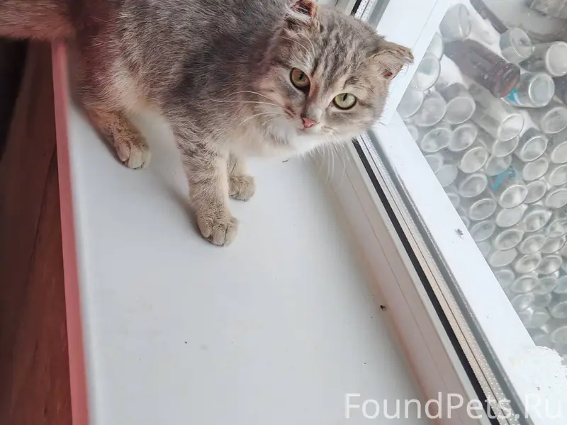 Соседка спасла котика от собак...