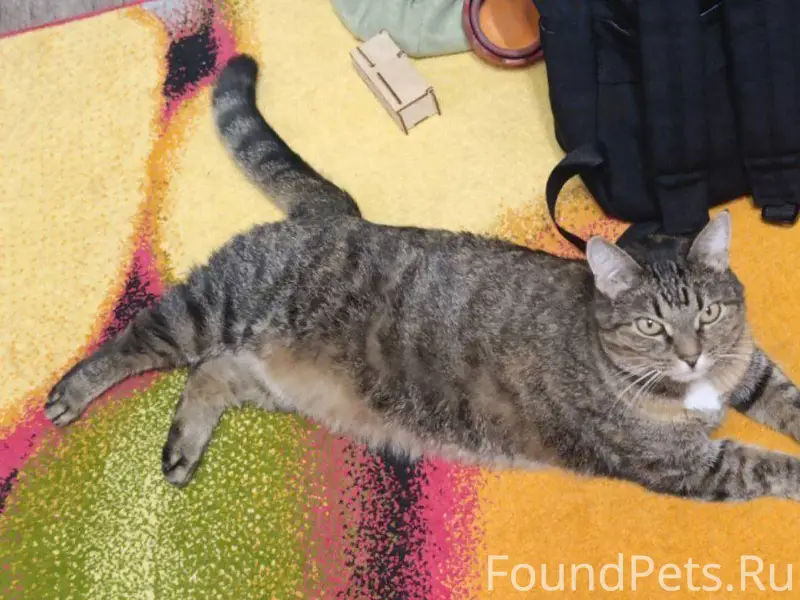 Добрый вечер! Пропала кошка 6 ...