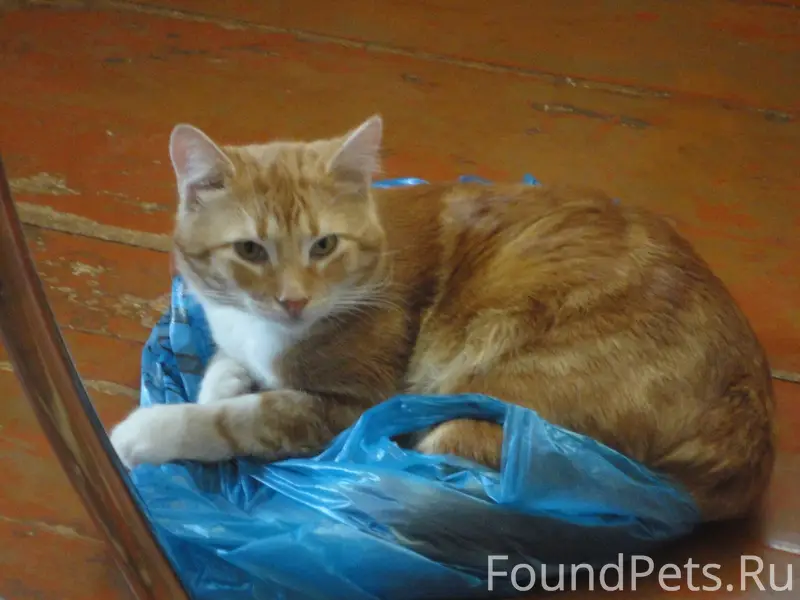 Пропал кот в районе ул Матросо...