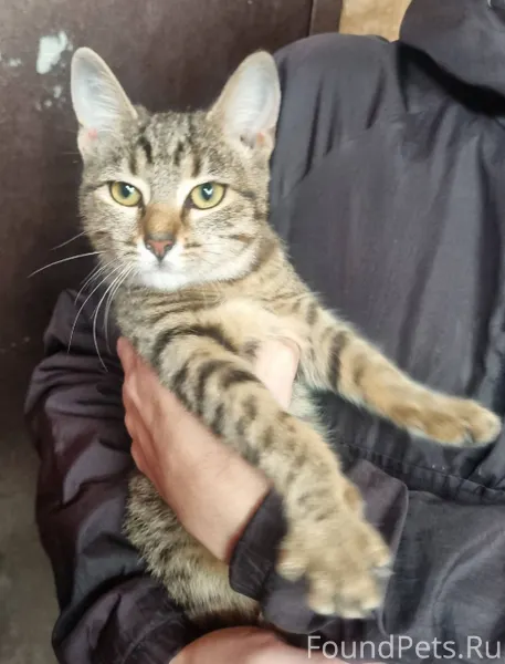 НАЙДЕНА КОШКА 06.01.26 КРАСНОД...