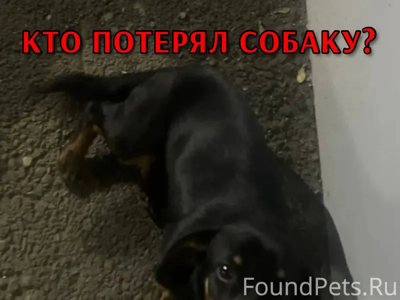 Найдена собака. Такса. Район П...