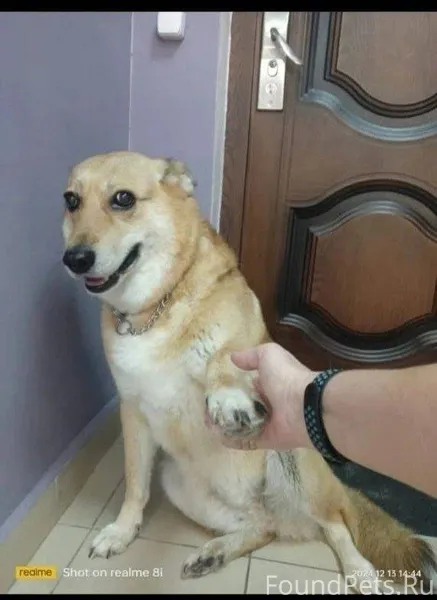 Сергиев Посад Потерялась собак...