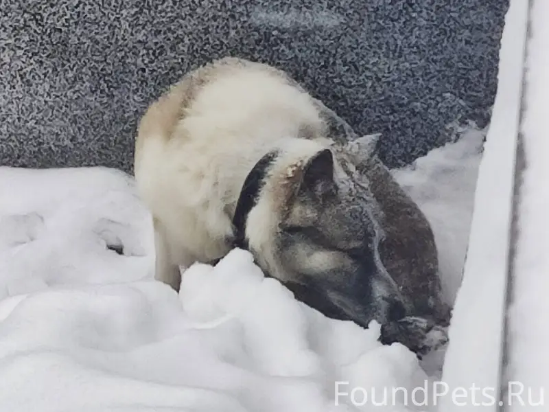 Замерзшая собака, с ошейником....