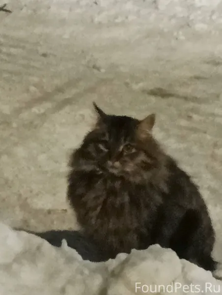 Найдена кошка, на ул. Красноар...
