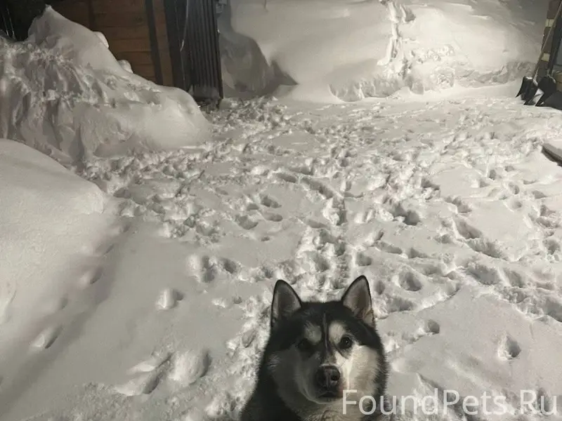 Сегодня, в районе обеда убежал...