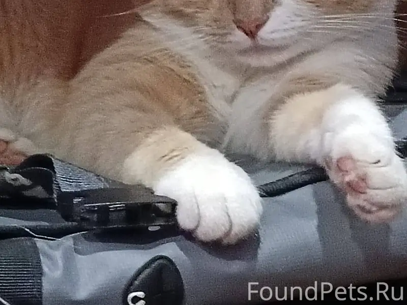 Пропал кот в районе м.красноар...