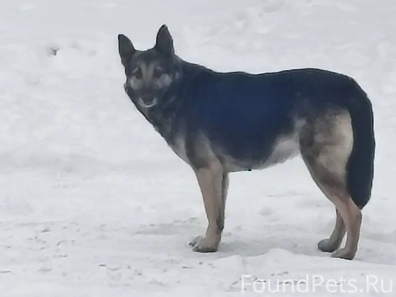 Девочка, прибилась 6.01.2026 к...