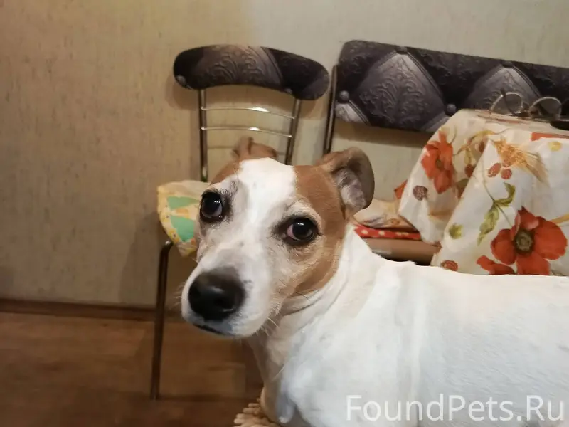 Найдена собака на улице Хабаро...