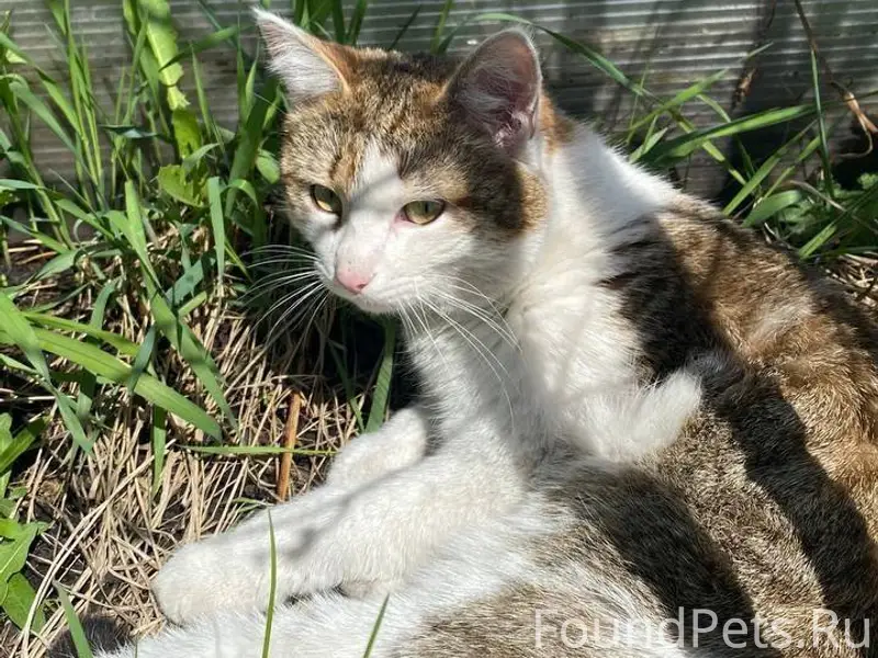 🆘 ПРОПАЛ КОТ! ПОМОГИТЕ НАЙТИ Д...