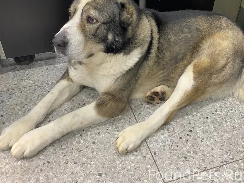 На АЗС Газпром в Алексеевке пр...