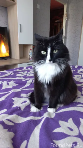 03.12.2025г убежала кошечка из...