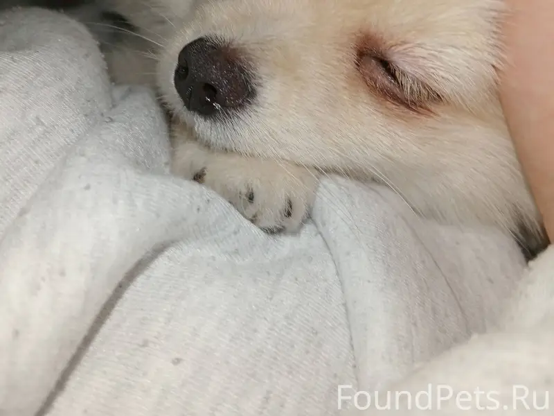 ❗Пропала собака❗ Порода: Помер...