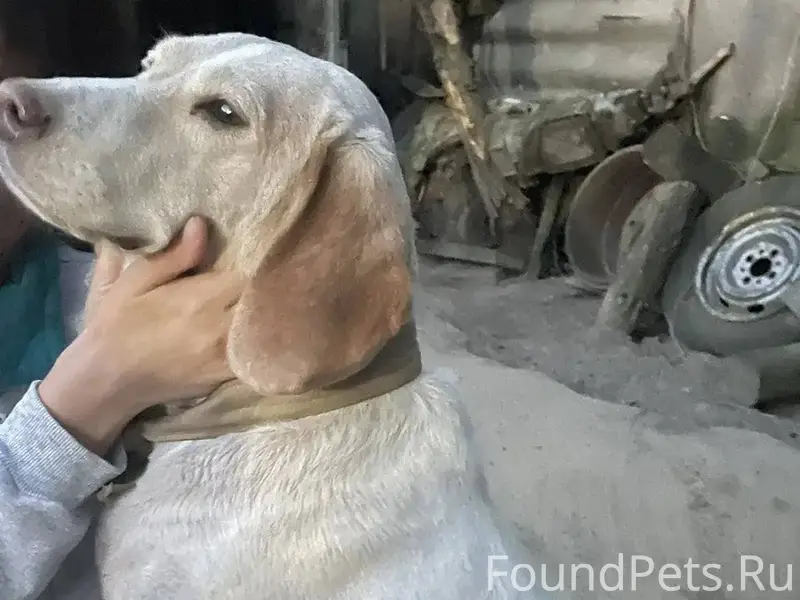 ❗️Потерялась собака!!!!! Пород...