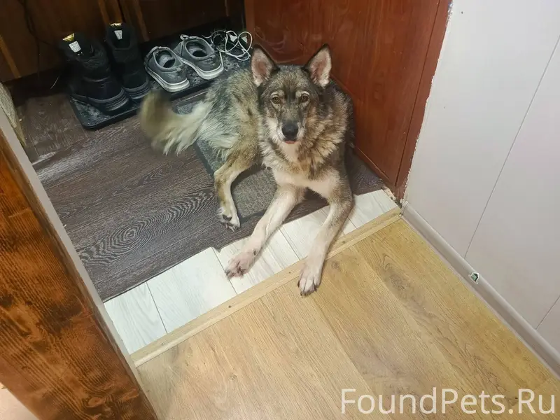 ПОТЕРЯЛАСЬ СОБАКА!!! ===-===-=...