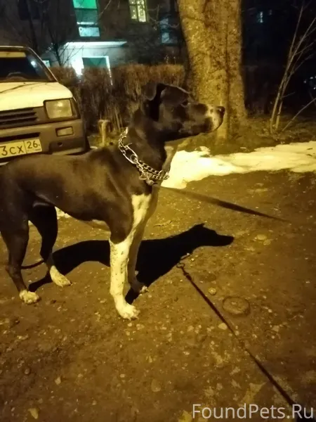 Найдена собака. 6.01.2026 Став...