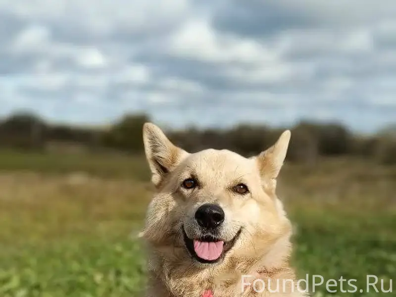 Потерялась собака в районе д. ...