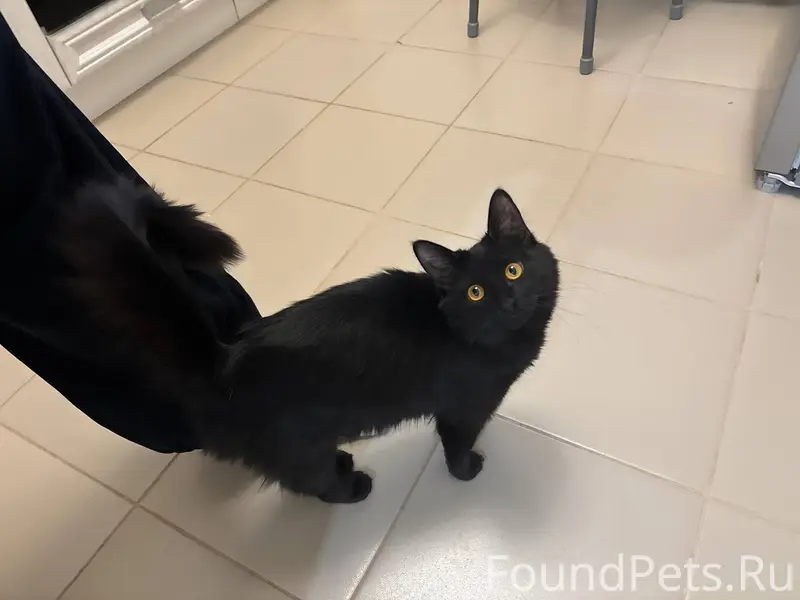 ❗️Пропала кошка в районе м-она...
