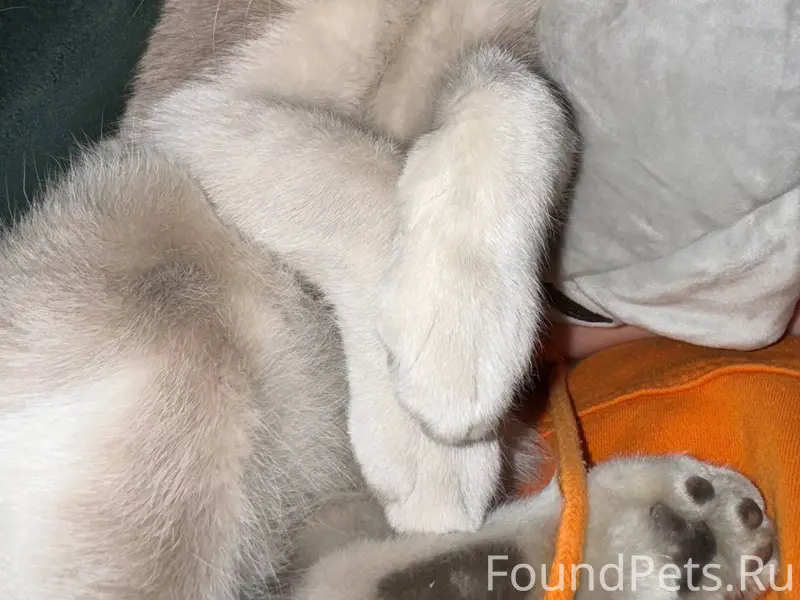 Пропал кот 🐈 в районе ГРП...