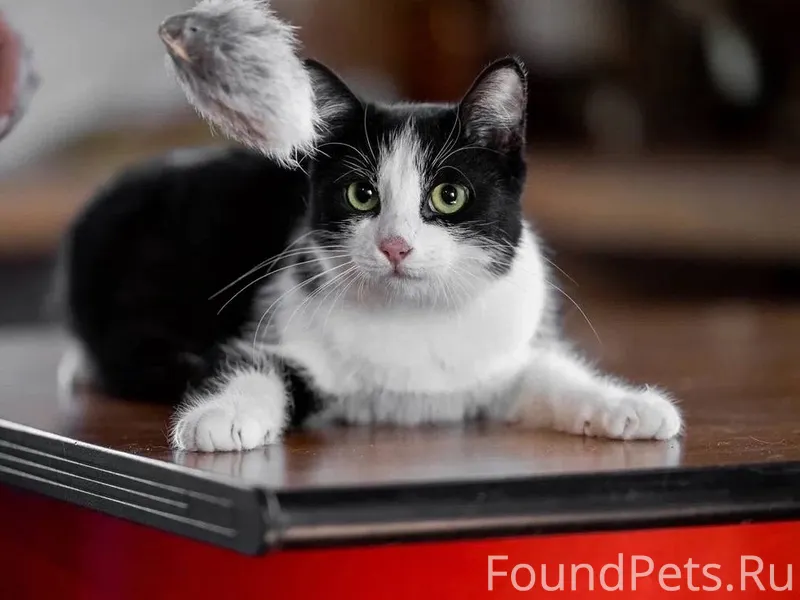 🐾 Белка ищет дом в Самаре...