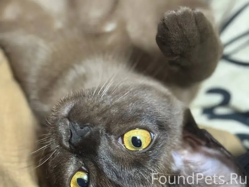 Пропала кошка. В районе Космон...