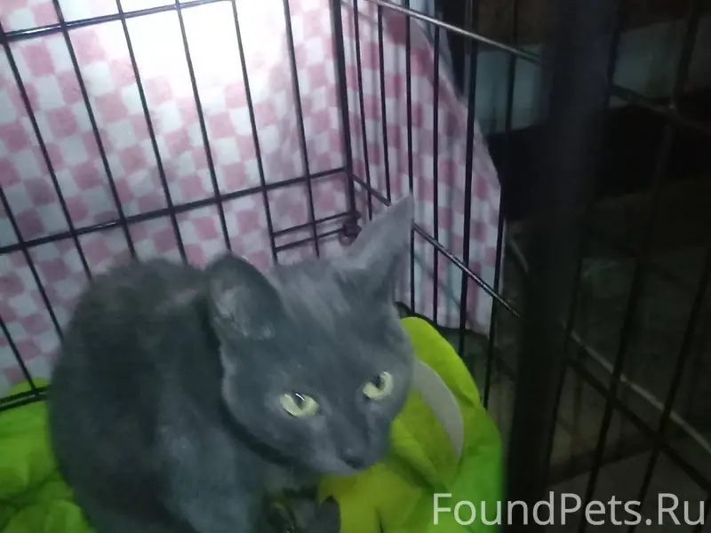 Чья кошка? Найдена 30 декабря ...