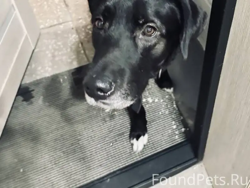 Чей пес бегает по Уральской? П...