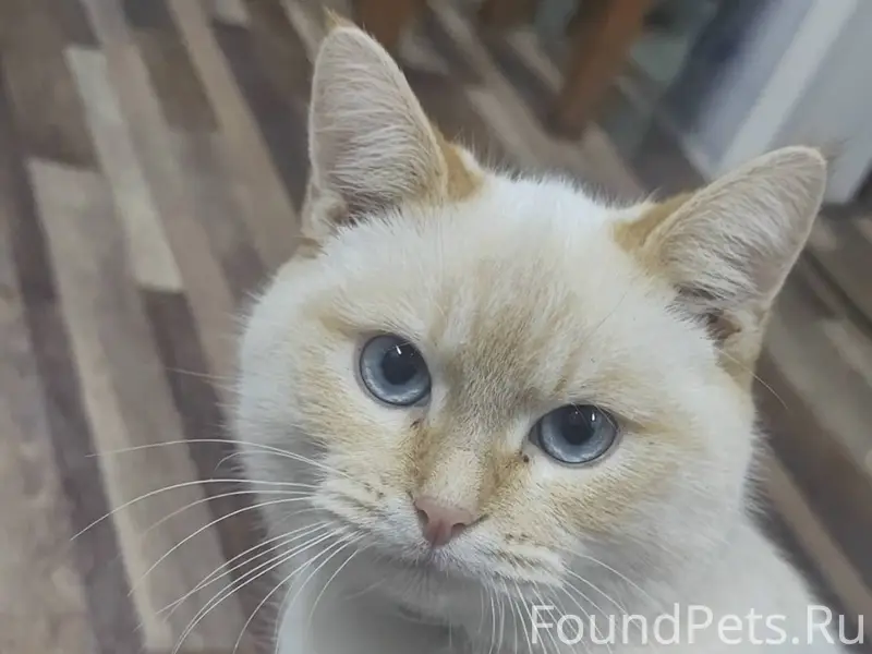 Пропал котёнок, район 15 школы...