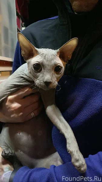 5.01 найден кот на Привокзальн...