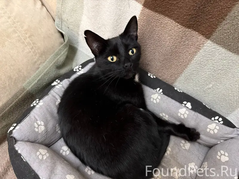 Пропал кот в районе улицы Пятн...