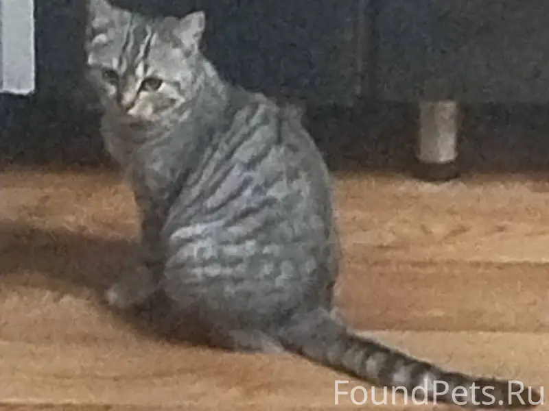 Пропала кошка, если к кому то....