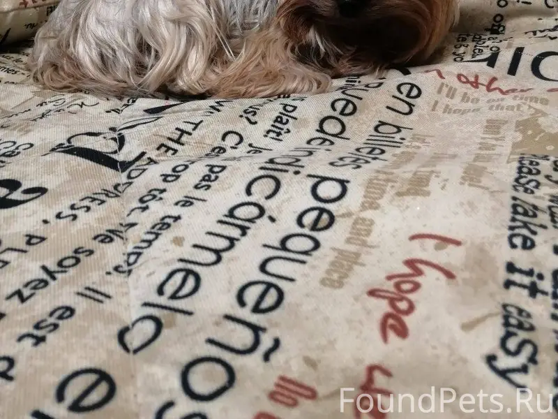 Потерялась собака в районе дом...