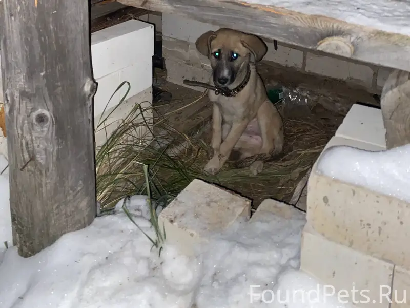 Потерялся щенок с ошейником Пр...