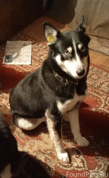 Пропала собака!!! Видели в пос...