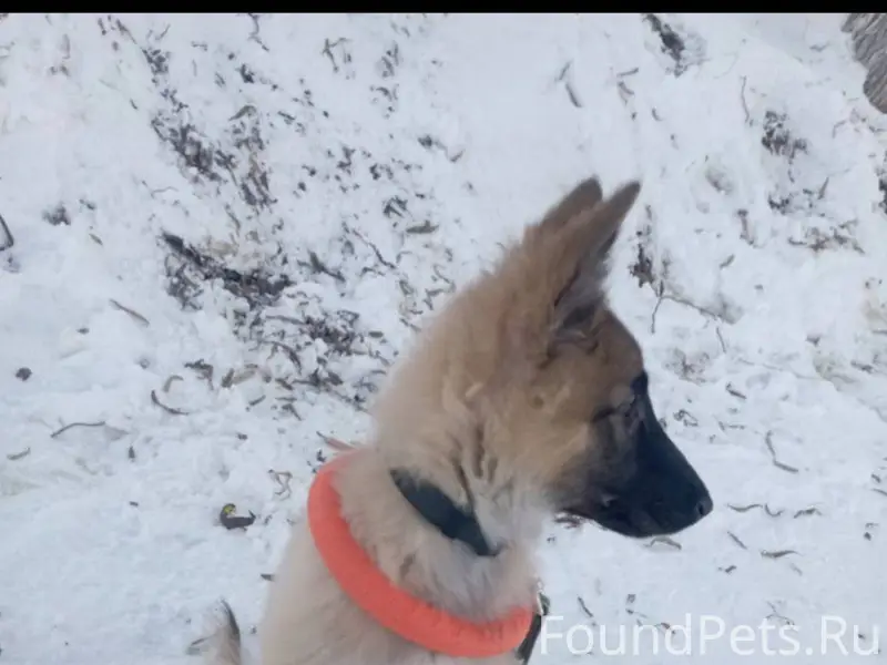 Пропал щенок в районе Платона ...