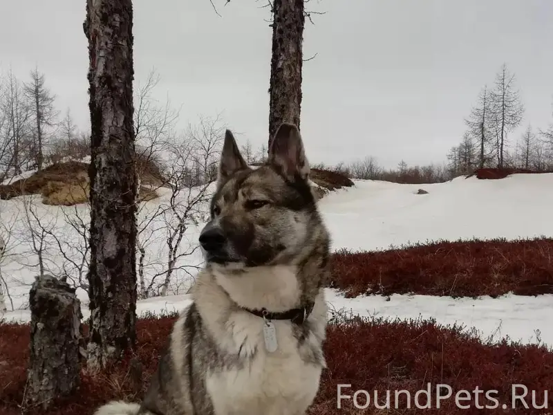 Внимание! Пропала собака, запа...