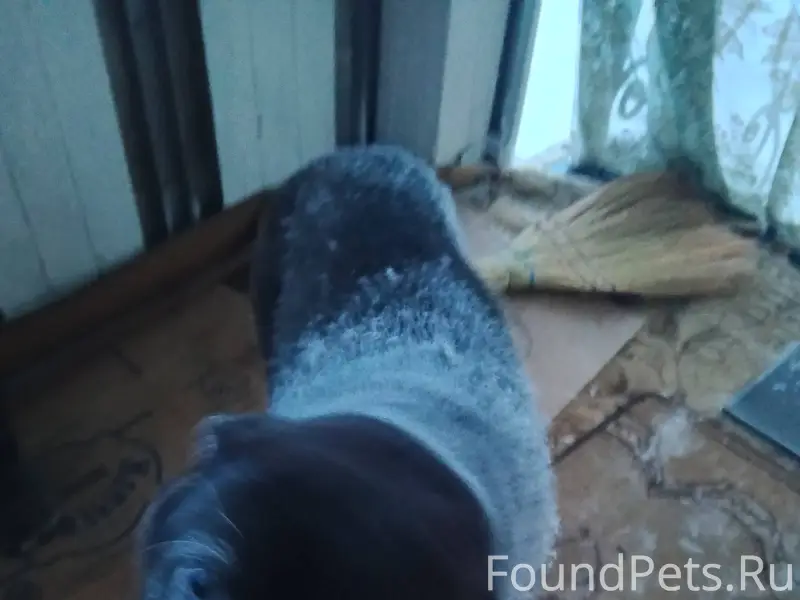 🎉Друзья, кто потерял собаку? Ж...