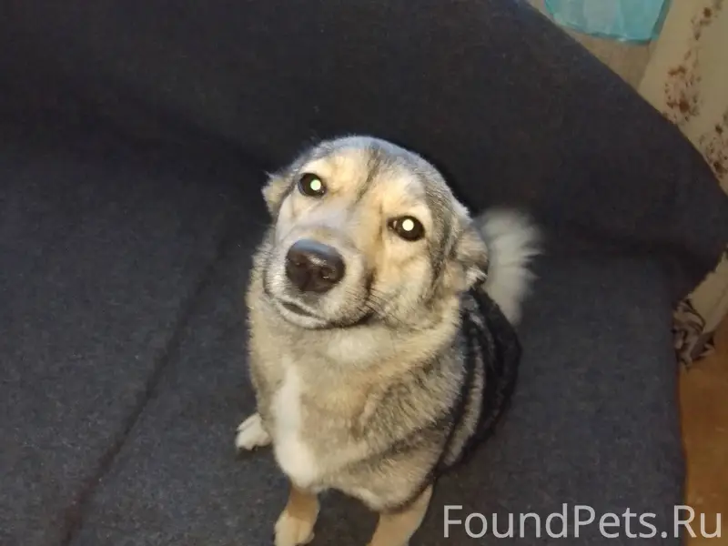 Потерялась собака, зовут Линда...