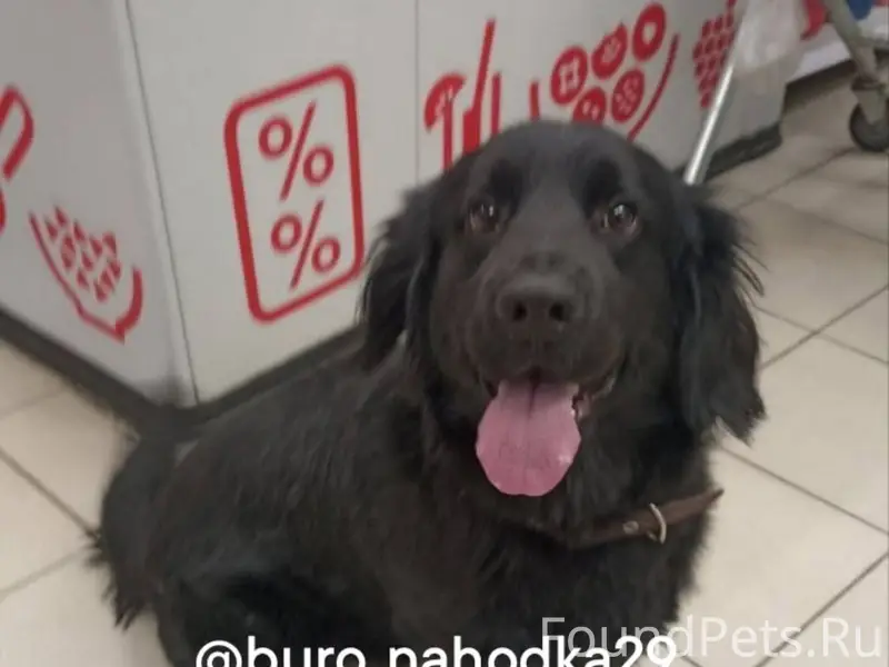 Найдена собака у магазина Магн...