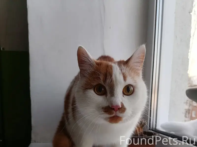 Яблочкова 4. В подъезде найден...