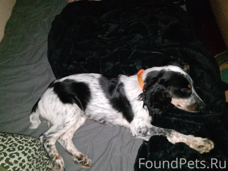 На сабурова 3 , Пропала собака...