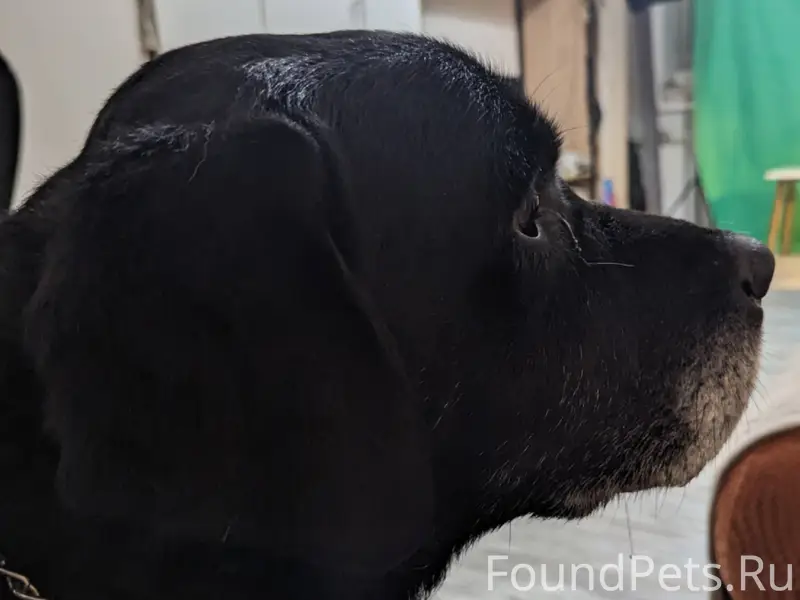 Найден пёс Весенняя, Большая С...