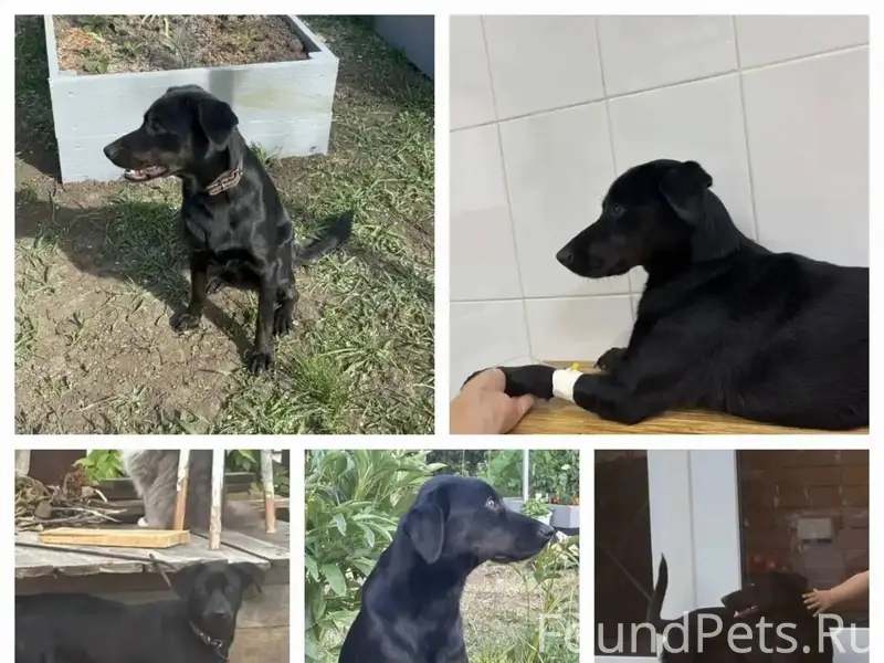 Дорогие друзья! У нас беда —.....