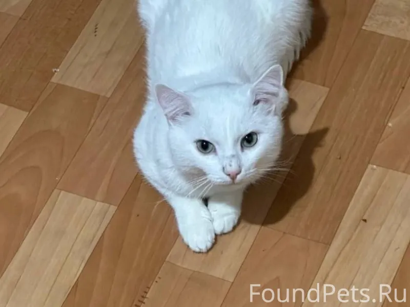 Найден белый кот, видно что до...