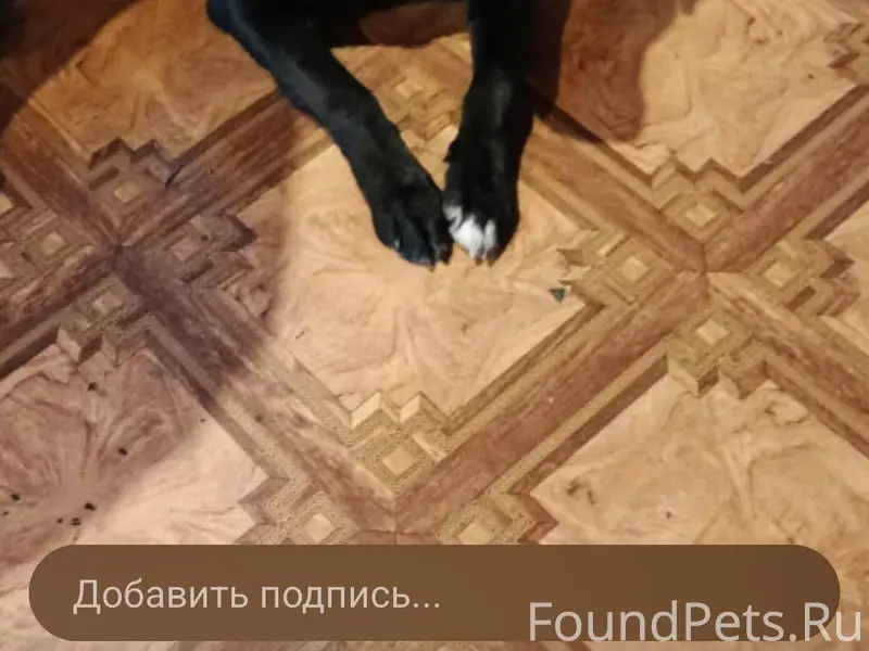 Пропала собака, кобель метис Б...